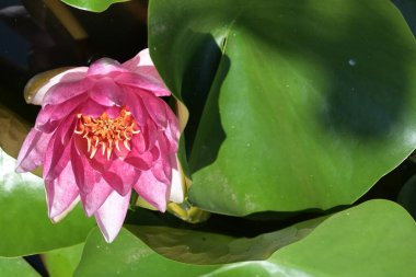 Gölette güzel pembe nilüfer çiçeği, yakın görüş.