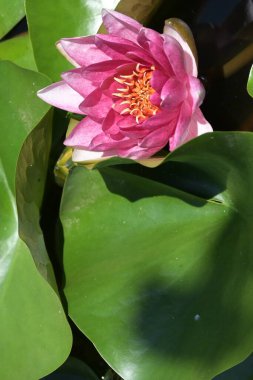 Gölette güzel pembe nilüfer çiçeği, yakın görüş.