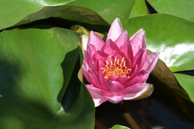 Gölette güzel pembe nilüfer çiçeği, yakın görüş.