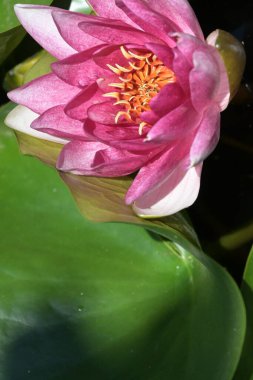 Gölette güzel pembe nilüfer çiçeği, yakın görüş.