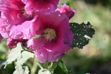 bahçede büyüyen güzel pembe çiçekler