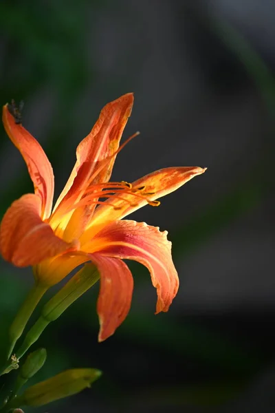 Beautiful Orange Flowers Growing Garden — Stock Photo, Image