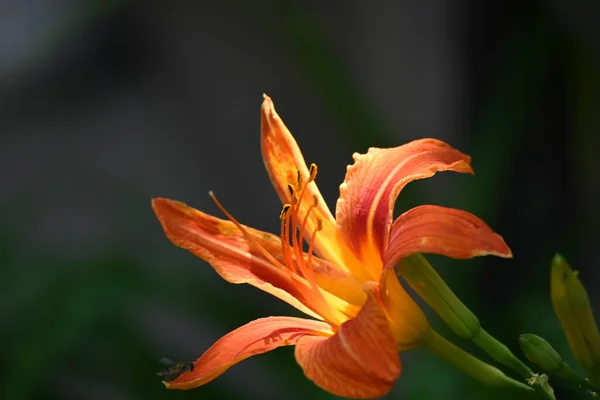 Beautiful Orange Flowers Growing Garden — Stock Photo, Image