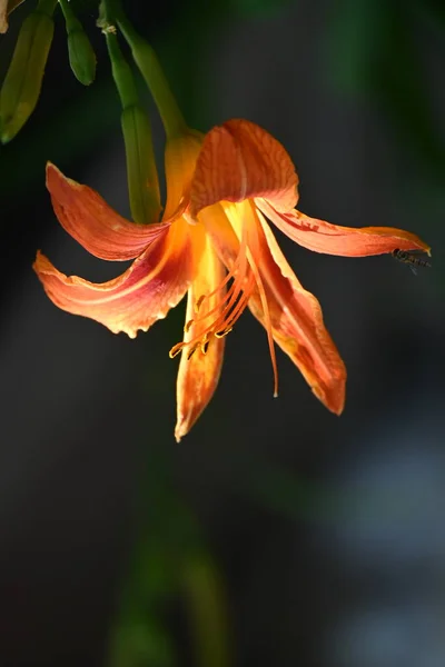 Bahçede Büyüyen Güzel Turuncu Çiçekler — Stok fotoğraf