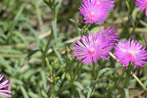 Tedere Paarse Bloemen Groeien Tuin — Stockfoto