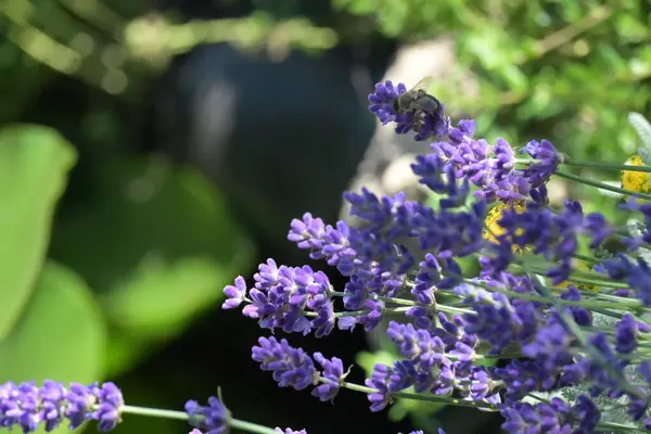 Bahçede yetişen narin mor çiçekler