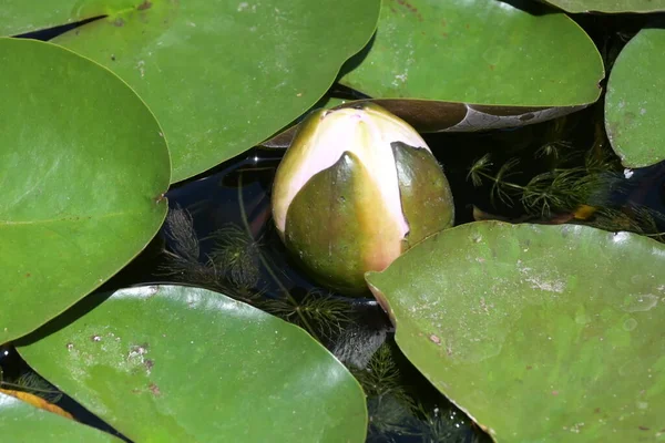 Mooie Roze Lotusbloem Vijver Van Dichtbij Bekijken — Stockfoto