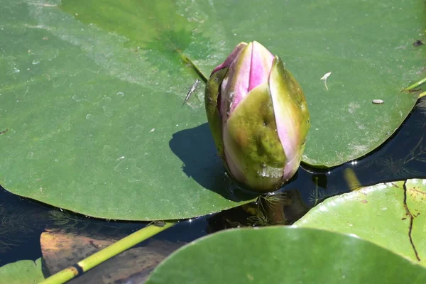 Krásný Růžový Lotosový Květ Rybníku Zblízka Pohled — Stock fotografie