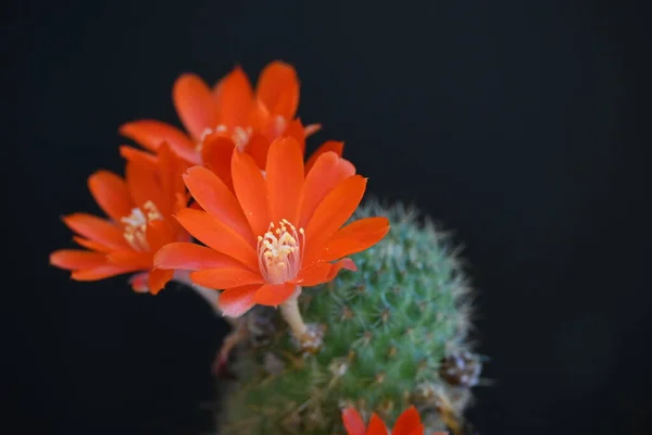 Hermosas Flores Rojas Cactus Vista Cerca —  Fotos de Stock