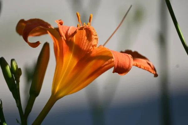 Belles Fleurs Oranges Poussant Dans Jardin — Photo