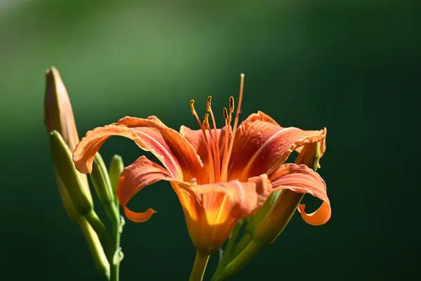 Красивые Оранжевые Цветы Растущие Саду — стоковое фото
