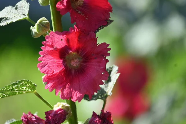 Vackra Rosa Blommor Som Växer Trädgården — Stockfoto