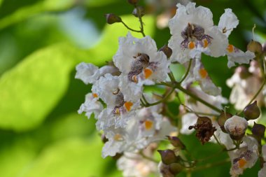 Güzel beyaz çiçeklerin yakın görüntüsü