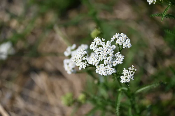 Вид Красивые Белые Цветущие Цветы — стоковое фото