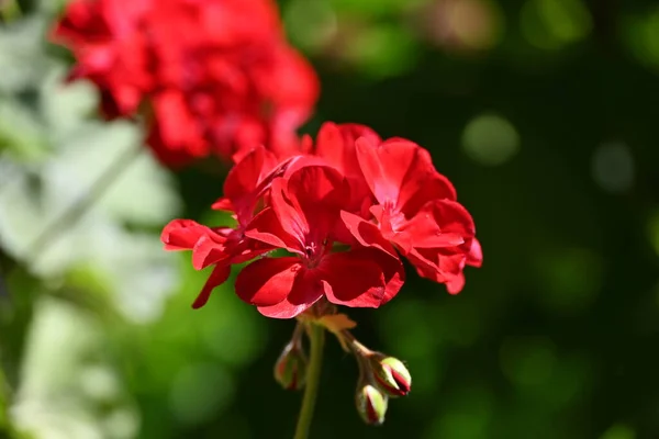 Красиві Червоні Квіти Ростуть Саду — стокове фото