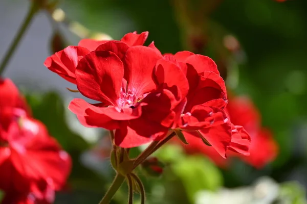 Belles Fleurs Rouges Poussant Dans Jardin — Photo