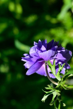 Bahçede açan güzel mor çiçeğe yaklaş.
