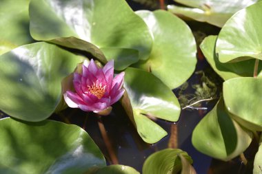 Gölette güzel pembe nilüfer çiçeği, yakın görüş.