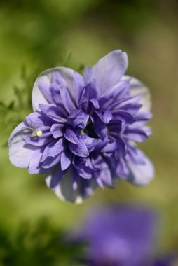 Bahçede açan güzel mor çiçeğe yaklaş.