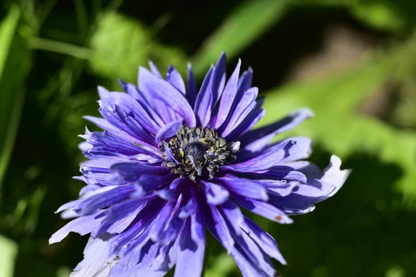 Close Beautiful Blooming Purple Flower Garden — Stock Photo, Image