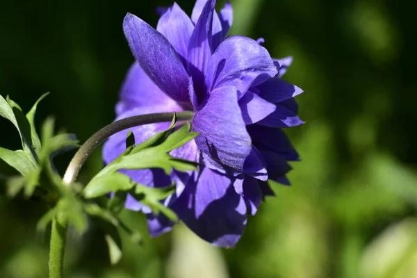 Primo Piano Bel Fiore Viola Fiore Giardino — Foto Stock