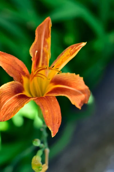 Prachtige Oranje Bloemen Groeien Tuin — Stockfoto