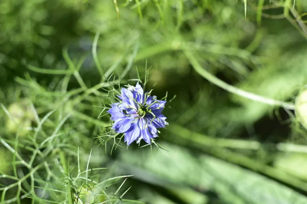 Primer Plano Flores Azules Hermosas Concepto Verano — Foto de Stock