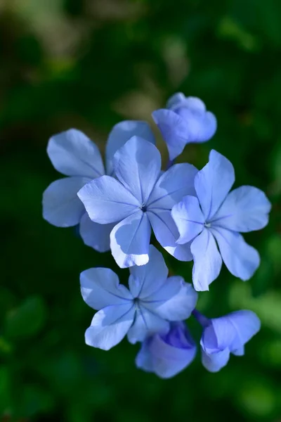 Gros Plan Belles Fleurs Bleues Concept Été — Photo