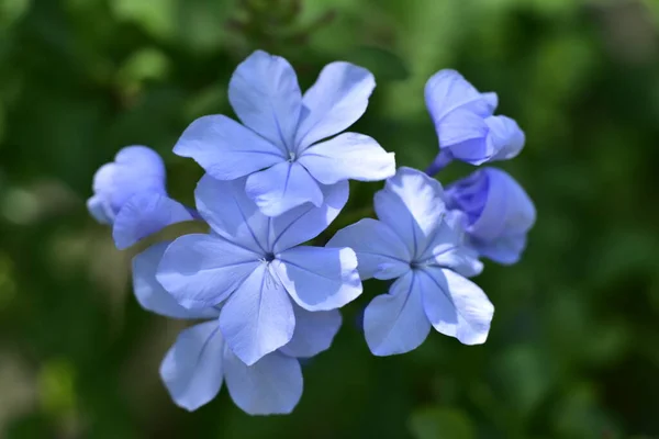 Primer Plano Flores Azules Hermosas Concepto Verano —  Fotos de Stock