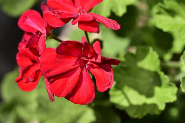 Schöne Rosa Blüten Die Garten Wachsen — Stockfoto