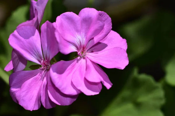 Schöne Rosa Blüten Die Garten Wachsen — Stockfoto