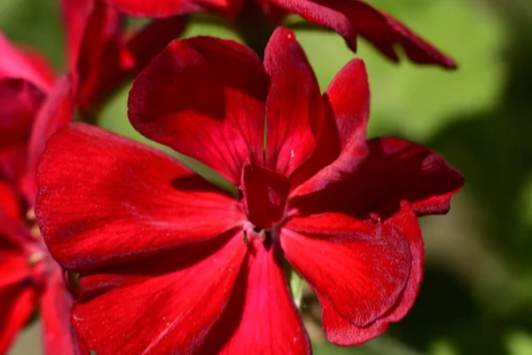 Красивые Красные Цветы Растут Саду — стоковое фото