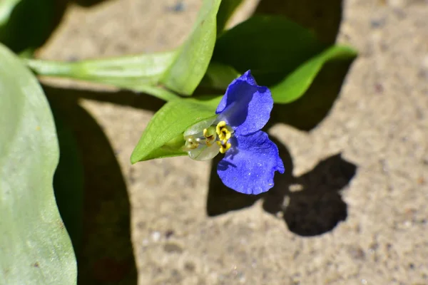 庭に咲く美しい紫色の花の終わり — ストック写真