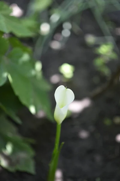 美しい白い花を間近で見ることができる — ストック写真