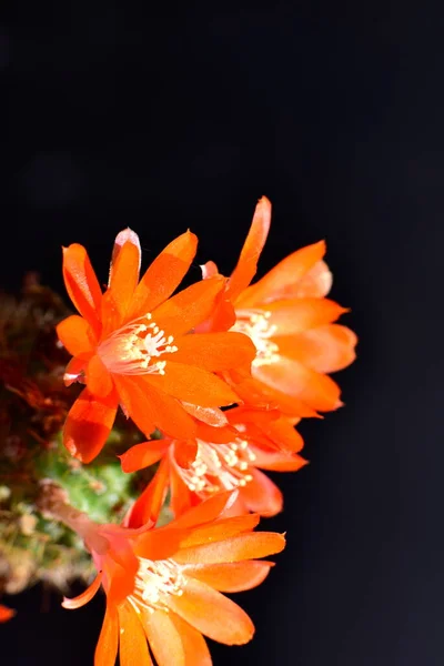 Belas Flores Vermelhas Cacto Vista Perto — Fotografia de Stock