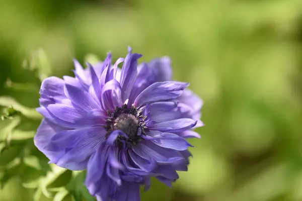 Närbild Vackra Blommande Lila Blomma Trädgården — Stockfoto