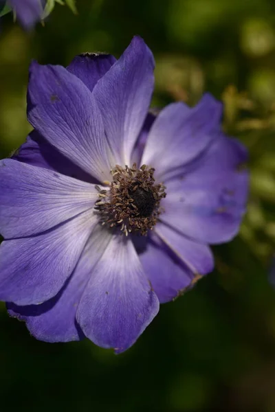 Primo Piano Bel Fiore Viola Fiore Giardino — Foto Stock