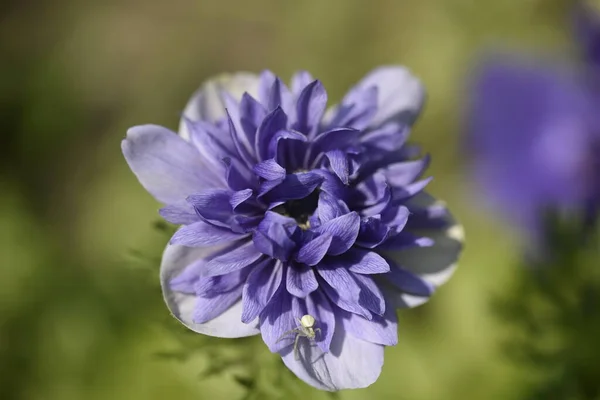 Крупним Планом Красива Квітуча Фіолетова Квітка Саду — стокове фото