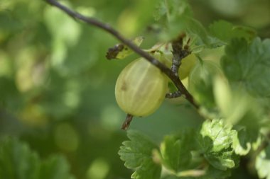 Bahçedeki dal yeşil Bektaşi