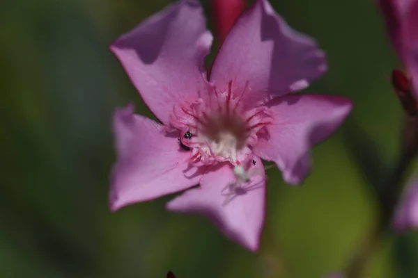 Vackra Rosa Blommor Som Växer Trädgården — Stockfoto