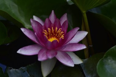 Gölette güzel pembe nilüfer çiçeği, yakın görüş.