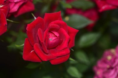 Bahçede yetişen kırmızı güller, yakın görüş