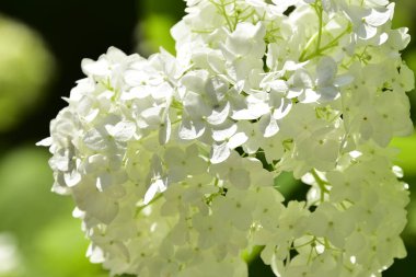 Güzel beyaz çiçeklerin yakın görüntüsü