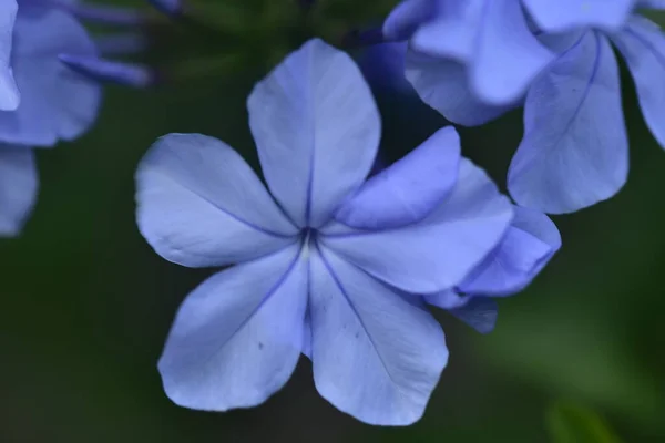Gros Plan Belles Fleurs Bleues Concept Été — Photo