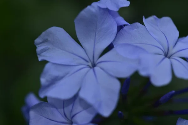 Close Blue Beautiful Flowers Summer Concept — Stock Photo, Image