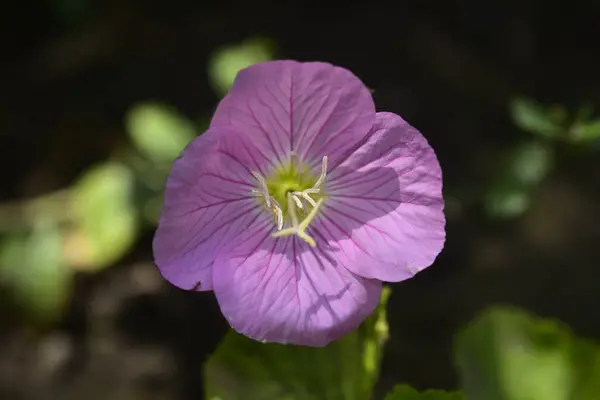 Beautiful Pink Flowers Growing Garden — Stock Photo, Image