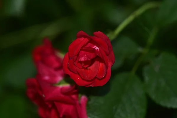 Schöne Rosa Blüten Die Garten Wachsen — Stockfoto
