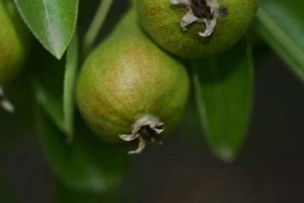 Poires Fraîches Non Mûres Sur Branche Arbre — Photo