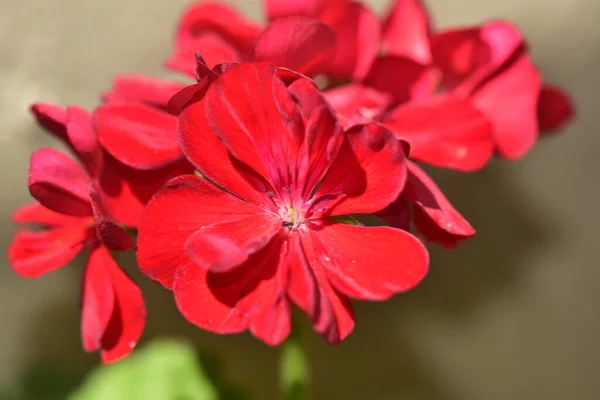 Mooie Roze Bloemen Groeien Tuin — Stockfoto