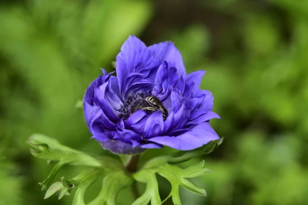 Křehký Fialový Květ Rostoucí Zahradě — Stock fotografie